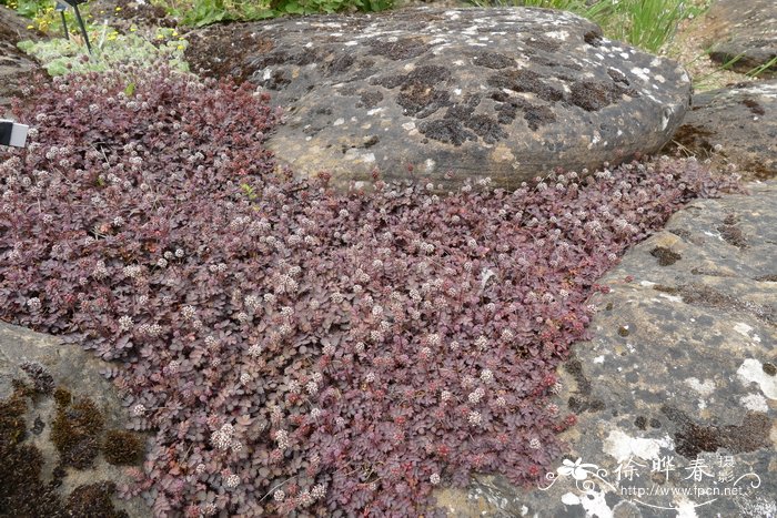 ‘紫地毯’小叶猬莓 Acaena microphylla ‘Purple Carpet’