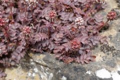 ‘紫地毯’小叶猬莓 Acaena microphylla ‘Purple Carpet’