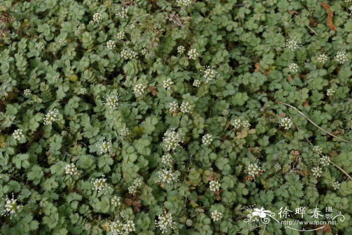 '蓝雾'囊杯猬莓 Acaena saccaticupula 'Blue Haze'