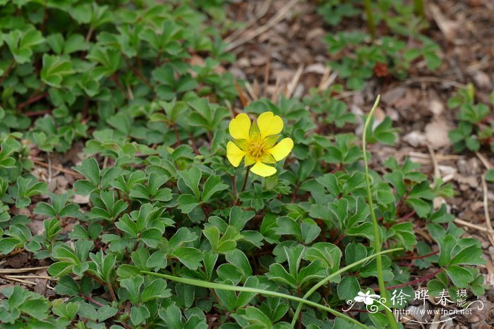 Drymocallis corsica