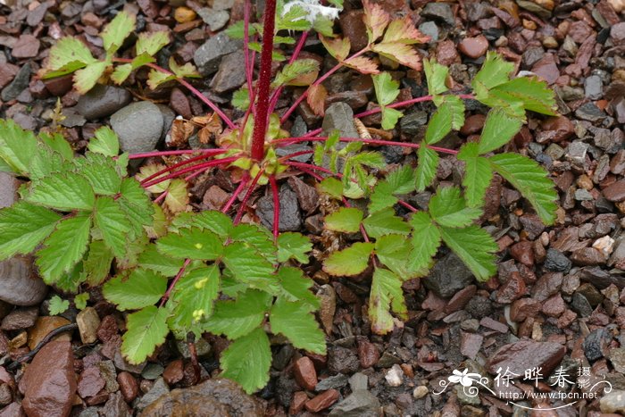 Drymocallis rupestris