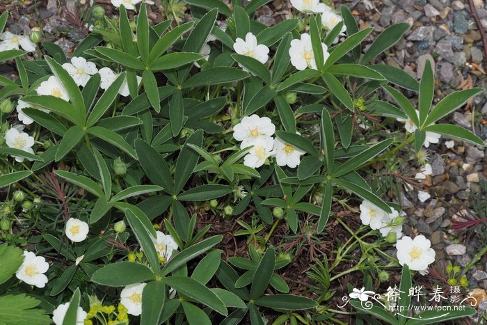 斗蓬委陵菜Potentilla alchemilloides