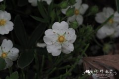 斗蓬委陵菜Potentilla alchemilloides