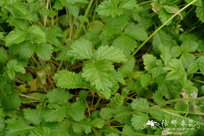 尖齿委陵菜 Potentilla arguta