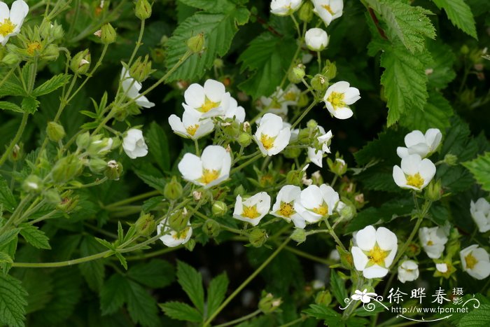 尖齿委陵菜 Potentilla arguta