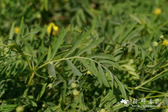 二裂委陵菜Potentilla bifurca