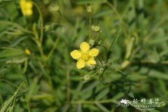 二裂委陵菜Potentilla bifurca