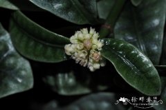 Psychotria ankasensis