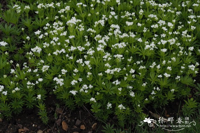 香猪殃殃 Galium odoratum