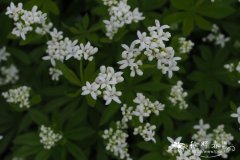 香猪殃殃 Galium odoratum