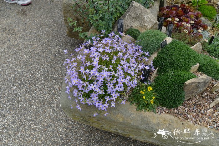 蓝花美耳草houstoniacaerulea
