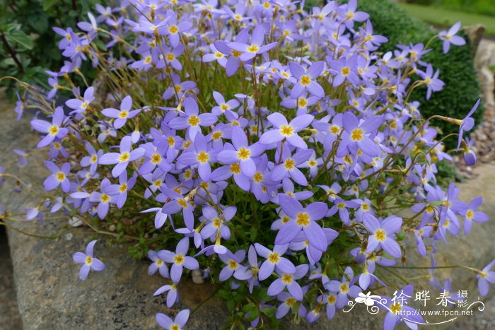 蓝花美耳草houstoniacaerulea