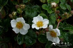 加利福尼亚草莓Fragaria californica