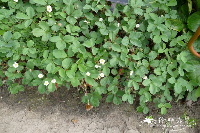 唇舌草莓Fragaria chiloensis