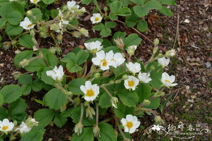 唇舌草莓Fragaria chiloensis