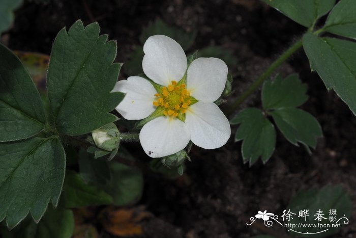 唇舌草莓Fragaria chiloensis