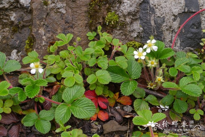 西南草莓Fragaria moupinensis