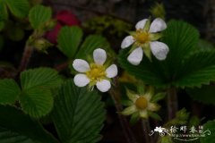 西南草莓Fragaria moupinensis