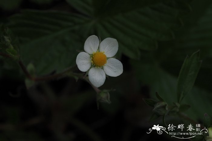 野草莓 Fragaria vesca