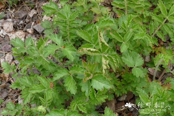 裂叶委陵菜 Potentilla fissa