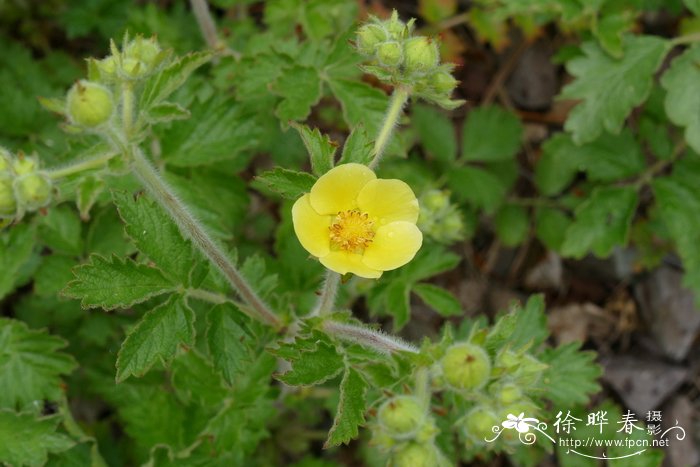 裂叶委陵菜 Potentilla fissa