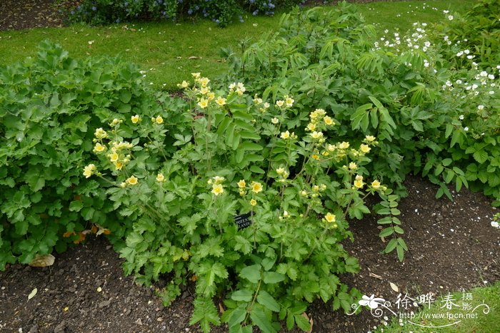 腺毛委陵菜 Potentilla glandulosa