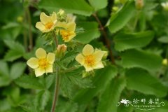 腺毛委陵菜 Potentilla glandulosa