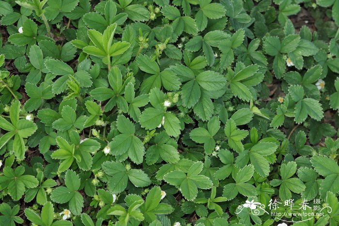 间型委陵菜Potentilla intermedia