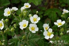 石生委陵菜Potentilla rupestris