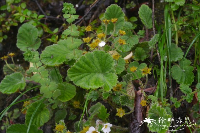 大头叶无尾果 Coluria henryi