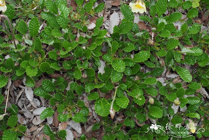 亮黄仙女木 Dryas drummondii