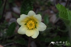 亮黄仙女木 Dryas drummondii