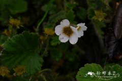 大头叶无尾果 Coluria henryi