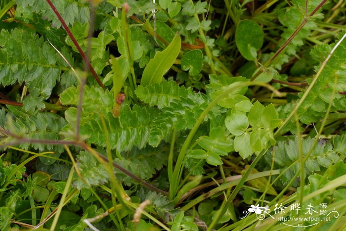 无尾果Coluria longifolia