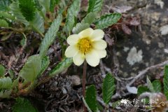 ‘大花’卵萼仙女木Dryas drummondii ‘Grandiflora’