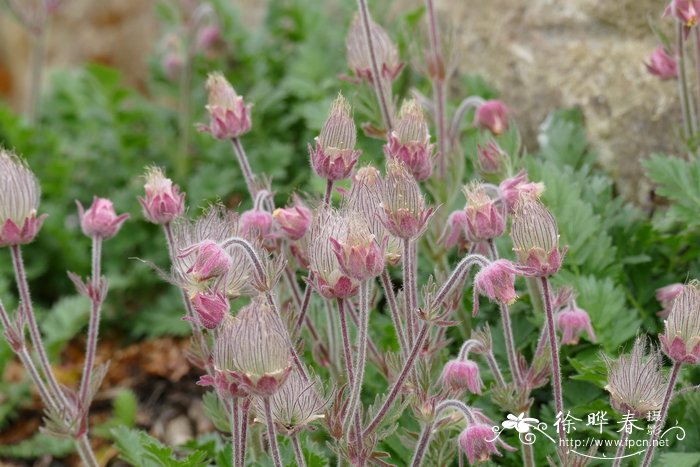 喙花岩车草  Sieversia triflora