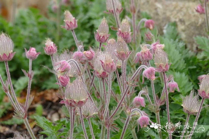 喙花岩车草  Sieversia triflora