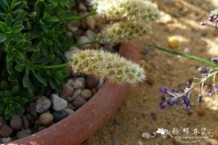 奥林匹克岩绣菊 Petrophytum hendersonii