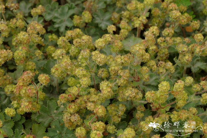 红柄羽衣草 Alchemilla erythropoda