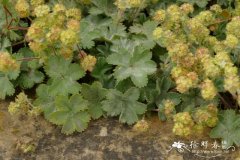 红柄羽衣草 Alchemilla erythropoda