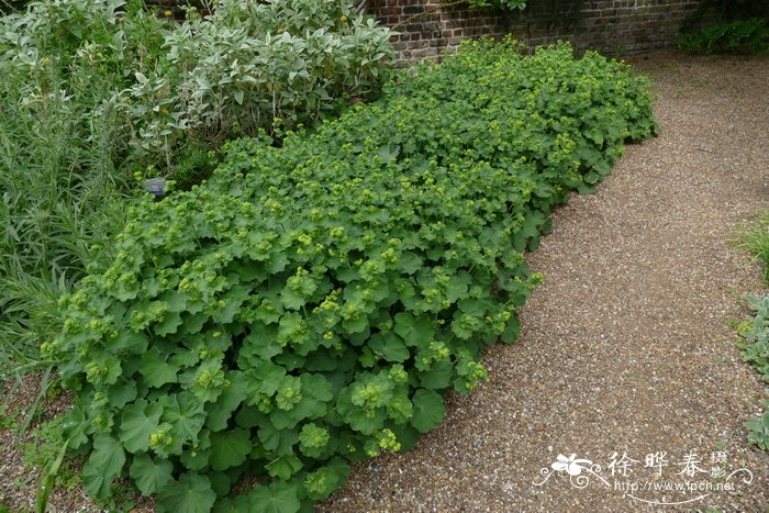 ‘罗巴斯塔’柔毛羽衣草 Alchemilla mollis ‘Robusta’