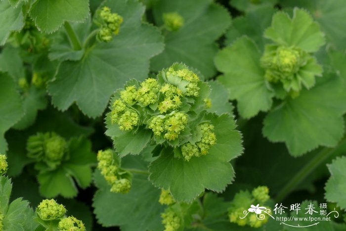 ‘罗巴斯塔’柔毛羽衣草 Alchemilla mollis ‘Robusta’