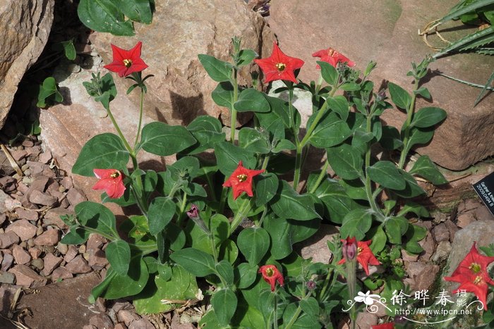 长蕊矮牵牛 Petunia exserta