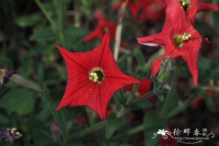 长蕊矮牵牛 Petunia exserta