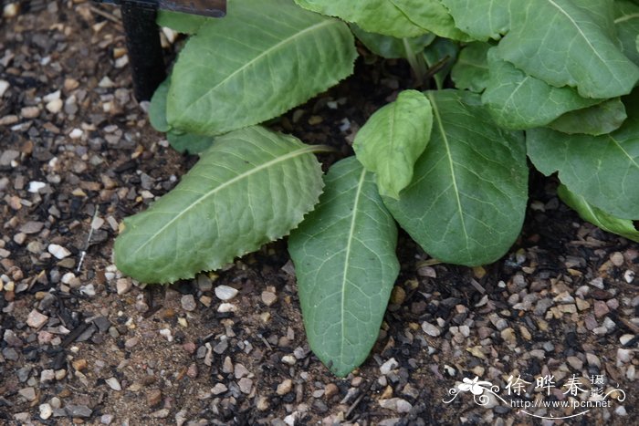 全缘春茄 Jaborosa integrifolia