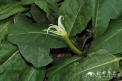 全缘春茄 Jaborosa integrifolia