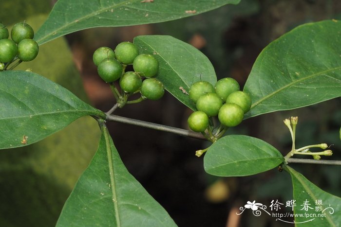 黄果龙葵 Solanum diphyllum