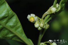 黄果龙葵 Solanum diphyllum