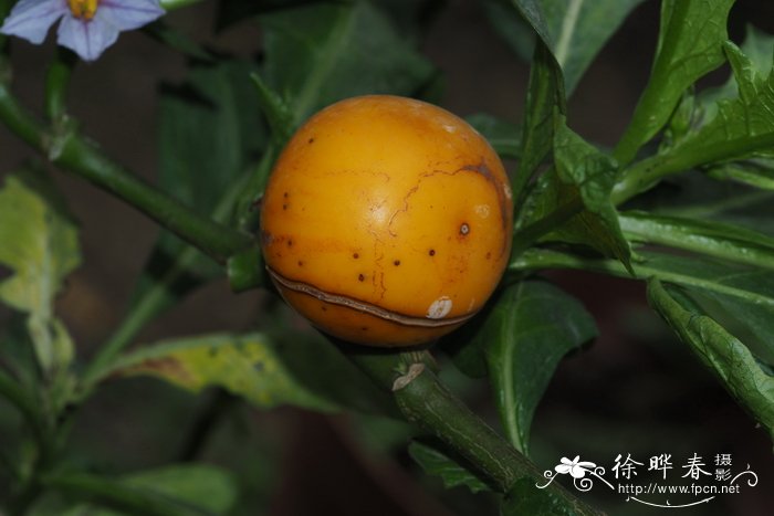 大果茄  Solanum macrocarpon