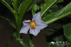 大果茄  Solanum macrocarpon